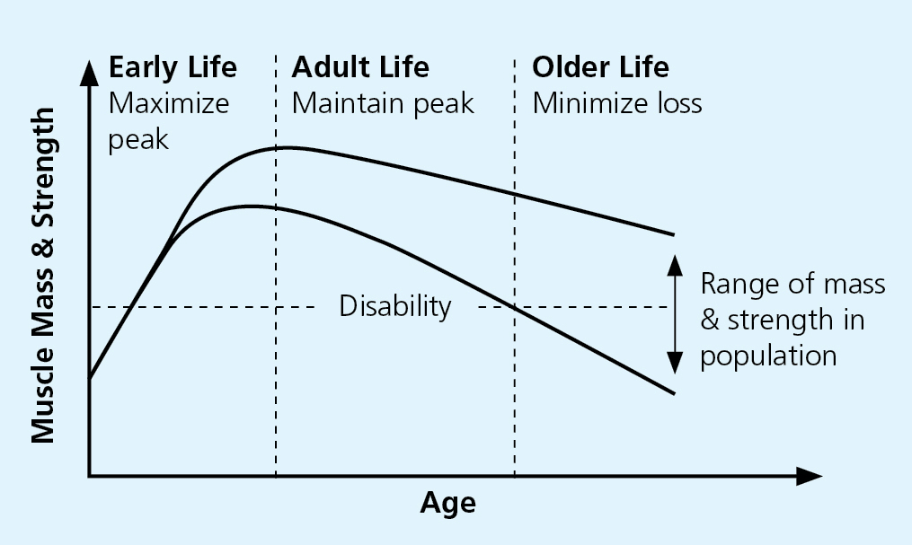 A graph showing how muscle mass declines with age