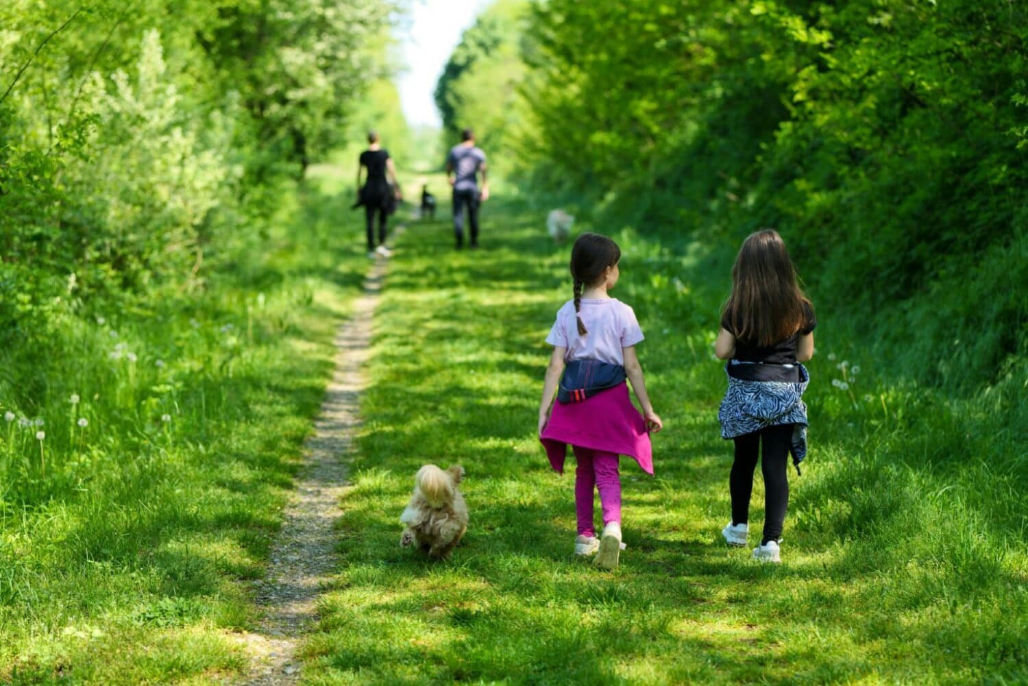 a family taking their dogs for a walk in the woods