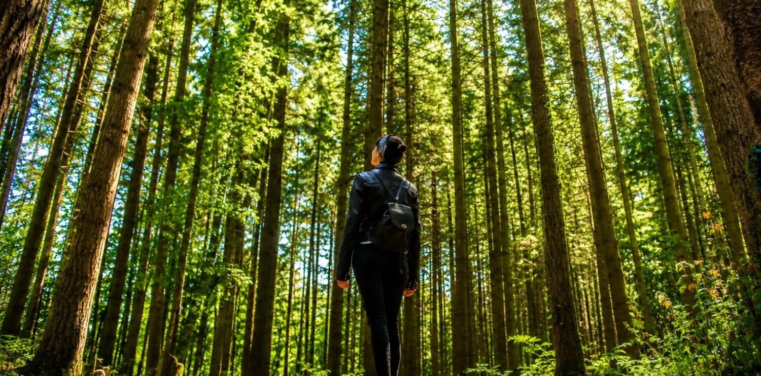 forest bathing - solitary wanderer in a sunlit forest